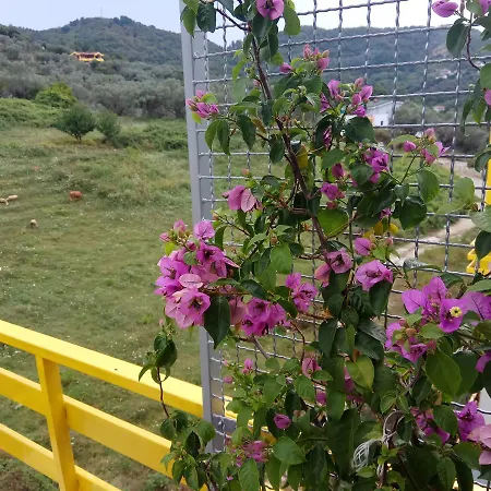 Apartament Olive Tree